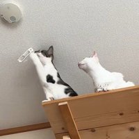 紐にじゃれる猫