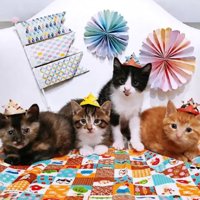 室内にいる猫