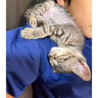 寝ている猫