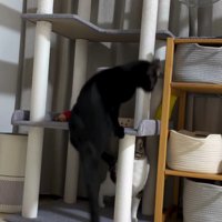 キャットタワーから滑り落ちる黒猫