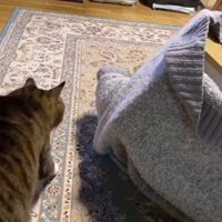 セーターに入った猫