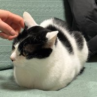 香箱座りの猫