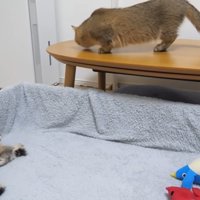 ママ猫と子猫たち