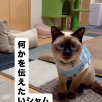 自分から何度も鳴く猫