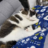 寄り添って寝る2匹の猫