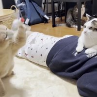 遊ぶひのきちゃん