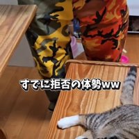 抱っこを拒否する猫