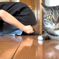 こちらを見る猫