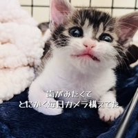 ケージの中で歯を食いしばる赤ちゃん猫