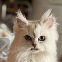 猫の顔