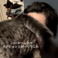 しっぽを振る猫