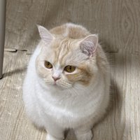 遊んでほしそうな猫