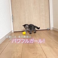 おもちゃで遊ぶ子猫