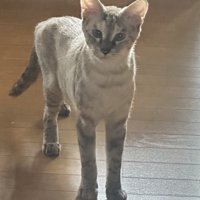 飼い主を少し離れたところから見つめる猫