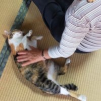 撫でられる猫