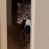 うつむき加減なメルくん