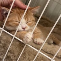 ケージの中で頭をなでられている子猫