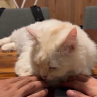 テーブルの上でくつろいでいる猫と猫に触れている人