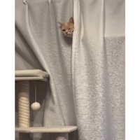 カーテンと猫