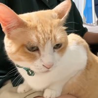 膝の上に乗っている猫