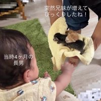 赤ちゃんと2匹の子猫