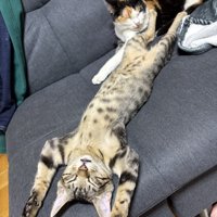 お腹を出してソファの上で眠るキジトラ猫