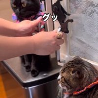 戸棚の扉が当たった黒猫
