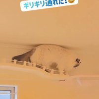 キャットウォークを歩いている猫