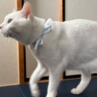 室内にいる猫