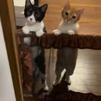 二足立ちの2匹の猫