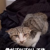 うずくまっているやせた猫