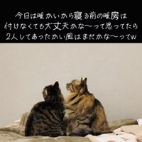 エアコンを見つめる2匹のキジトラ猫