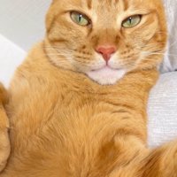 ソファでくつろぐ茶トラ猫