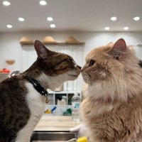 キスする猫