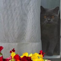 室内にいる猫