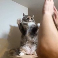 仁王立ちしている猫