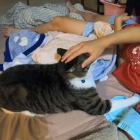 猫の顔を手で抑えて動きを止めようとする娘さん