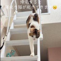手を伸ばす猫