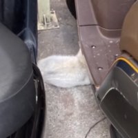 原付の下に隠れる白猫