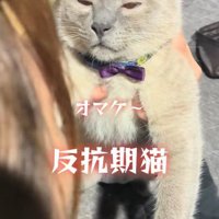 飼い主に説教される猫