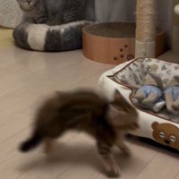 急いで部屋の隅に走り去っていく子猫