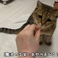 おやつを食べる猫