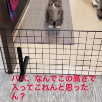 おすわりする猫