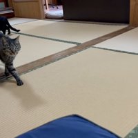 畳を歩く2匹の猫