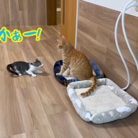テロップ「やんのかぁー！」