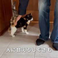 背中をなでられる猫