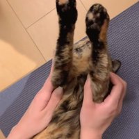 仰向けに寝ている猫