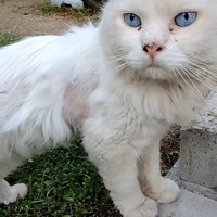 投稿主さんを見る猫