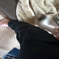人の指に触れているキジ白猫