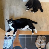 2匹の白黒猫